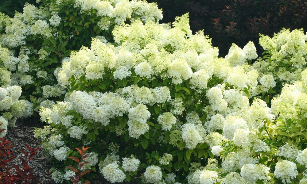Bobo® Panicle Hydrangea Hydrangea paniculata Images Proven Hydrangea