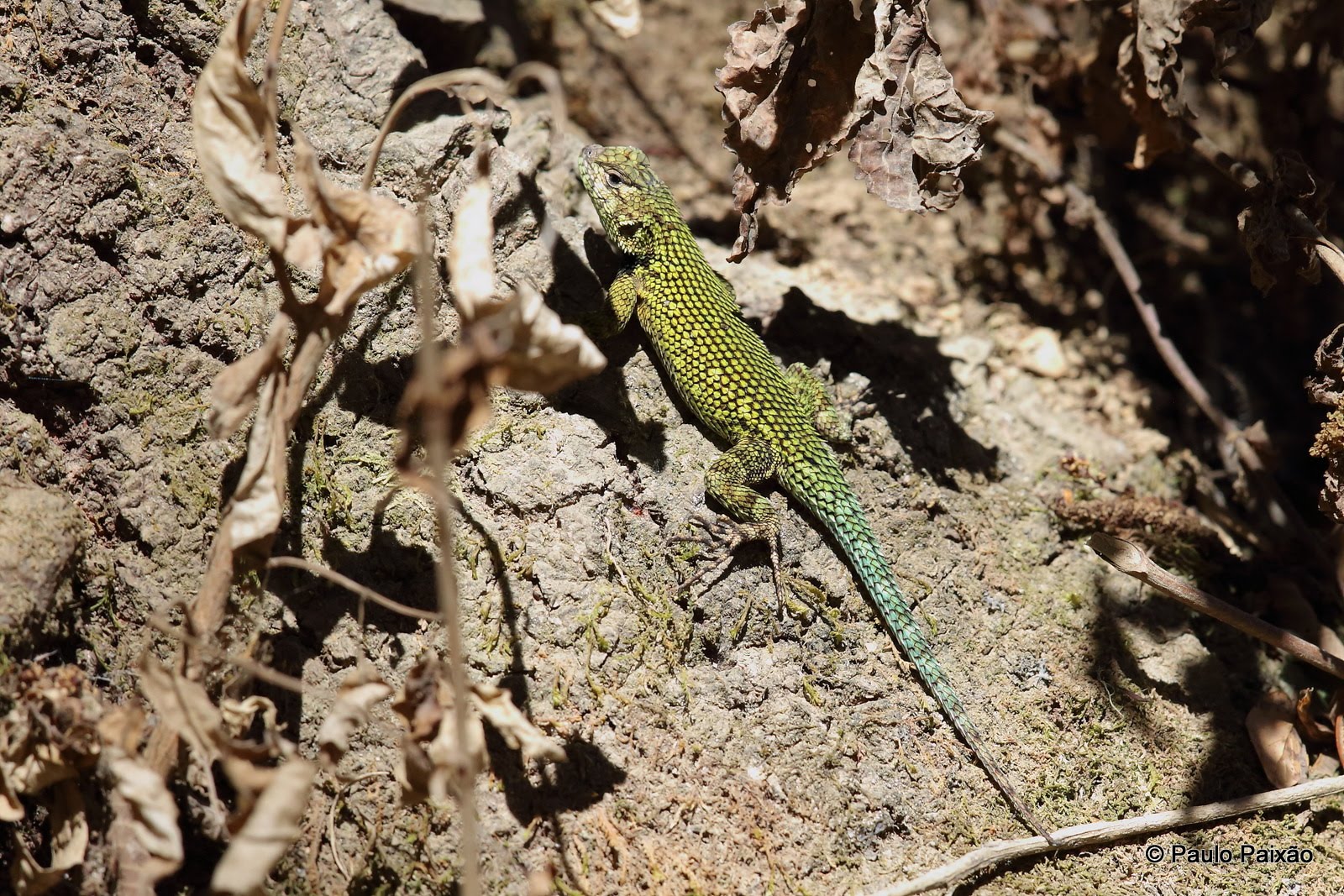 Répteis Sceloporus malachiticus
