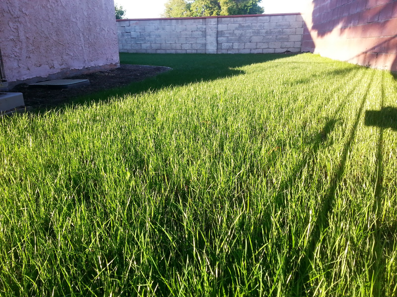 SOUTHERN CALIFORNIA PEARL'S PREMIUM GRASS SEED