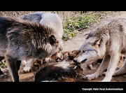 L'ORA DEL PASTO. L'ORA DEL PASTO I LUPI DI SHAUN ELLISTHE WOLF CENTRE . (sulleormedellupo shaun ellis the wolf centre cane lupo cecoslovacco katia verza )