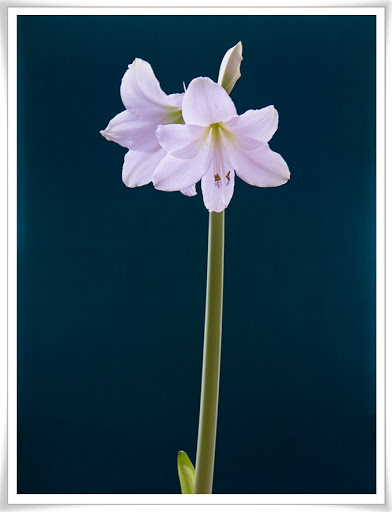 Turkos fåtölj som bakgrund till amaryllis