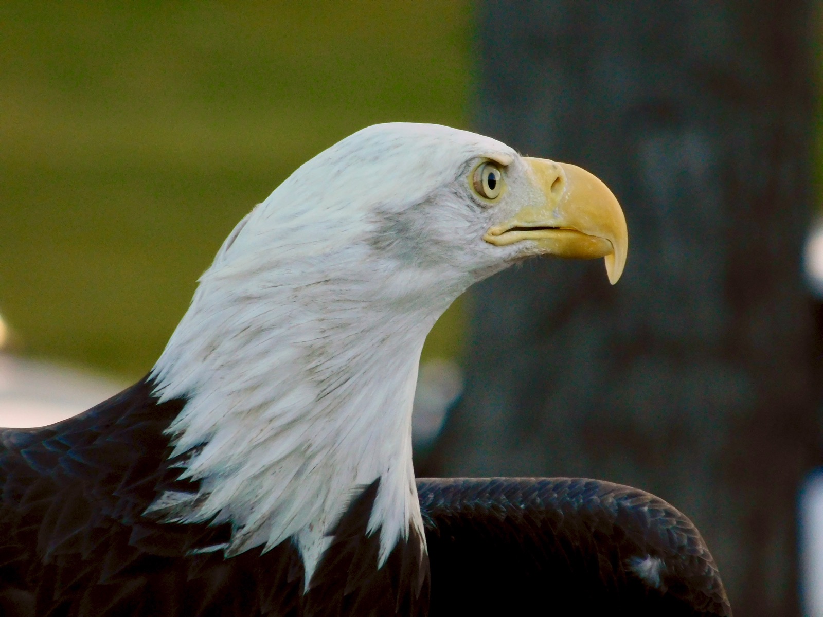Details about   METAL FRIDGE MAGNET Bald Eagle Perched Mountain Flowers Bird Eagles Birds 