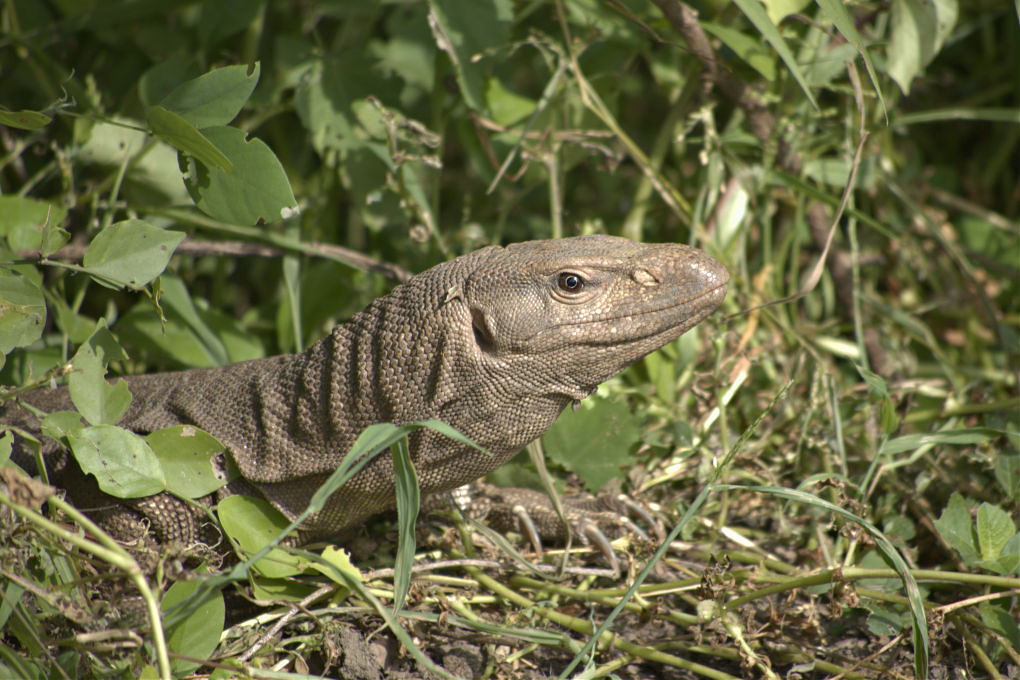 The Ruins of the Moment Monitor lizard, Keoladeo NP, Bharatpur