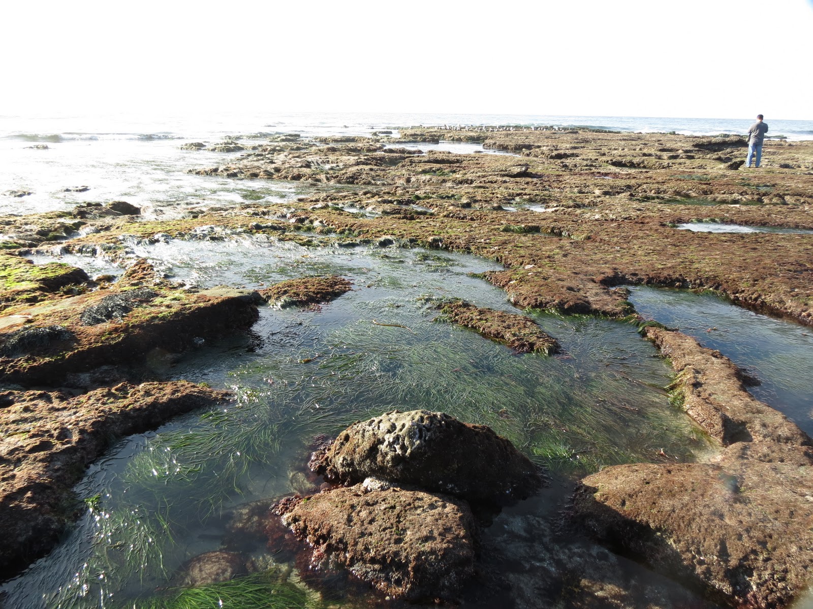 Meandering... Tide Pools