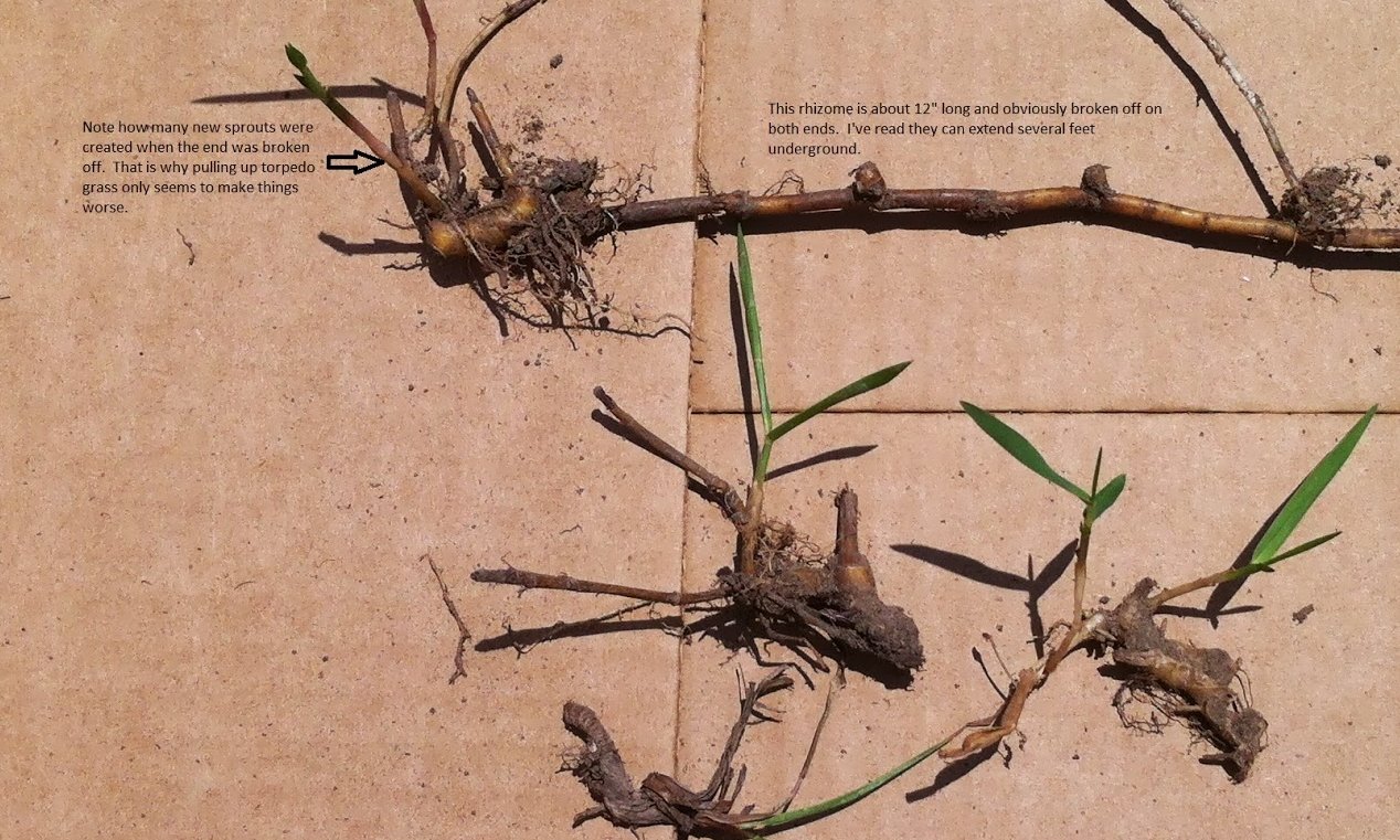 Torpedo Grass Control Torpedo Grass Rhizomes