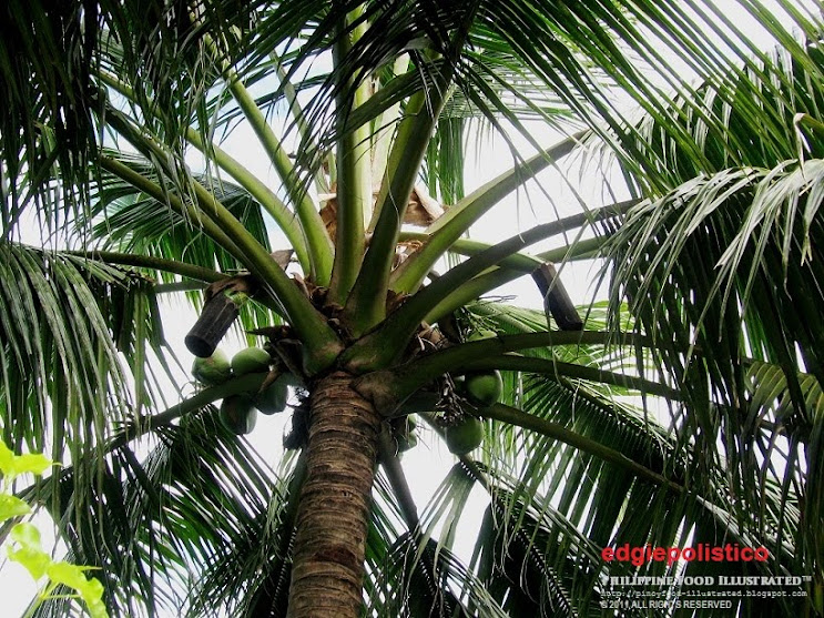 Philippine Food Illustrated tuba (red coconut wine)
