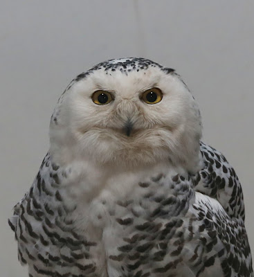 Sharp Eyes on Fuzzy Owl