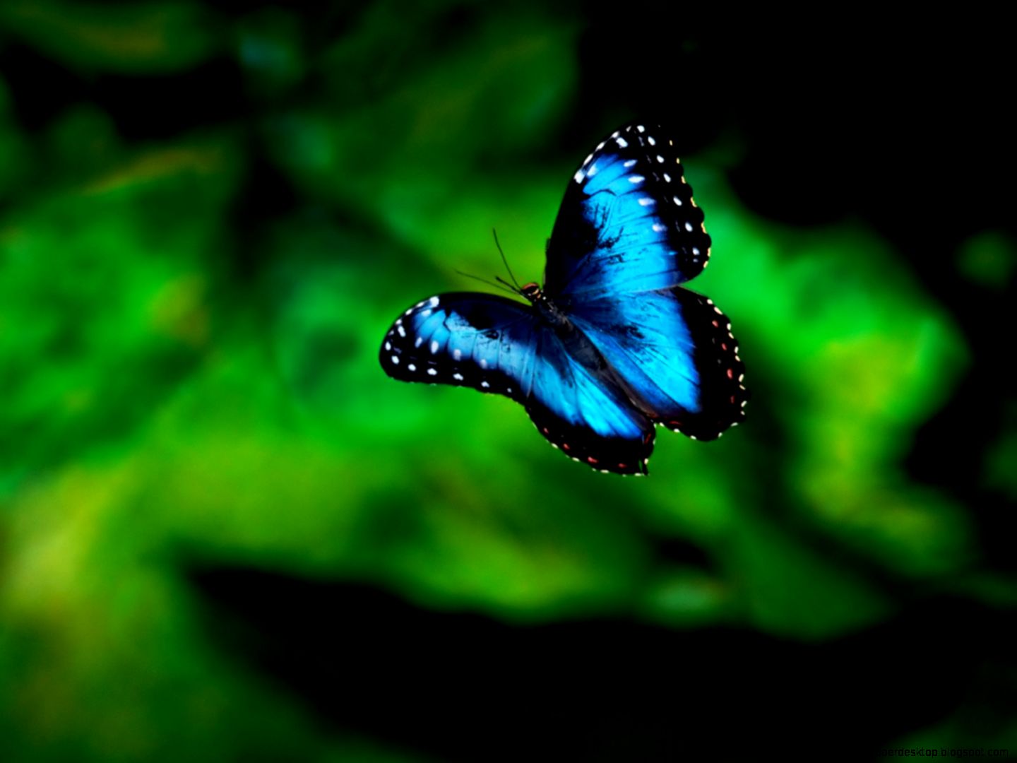 Blue Butterflies