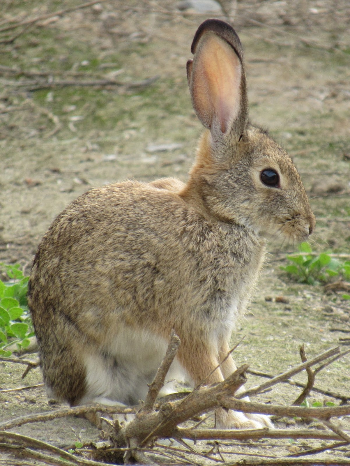 Desert Cottontail