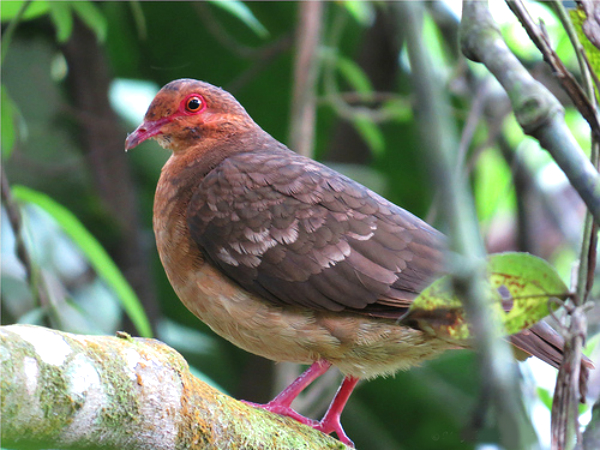 Bellas Aves de El Salvador Geotrygon montana (paloma rojiza) Residente