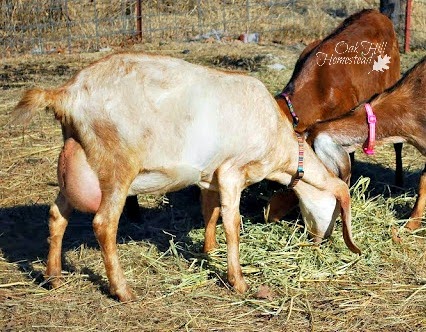 Some goats form an udder long before they kid, others wait until they kid (give birth).