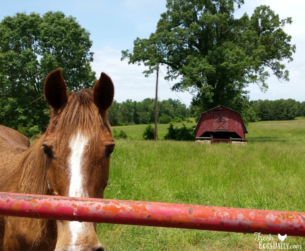 Making Your Own Hay - Hobby Farms