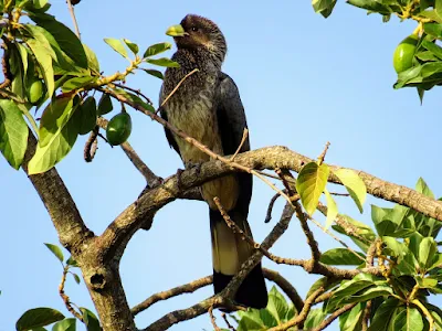 Awesome Ugandan birds: Eastern-gray Plantain-eater in Entebbe