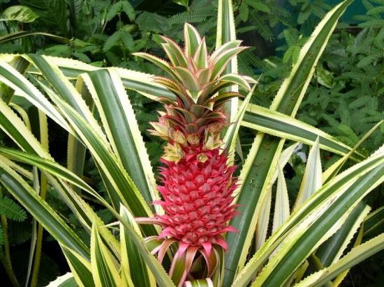 Peces y plantas ornamentales: Ananas Comosus Variegatus - Piña tropical