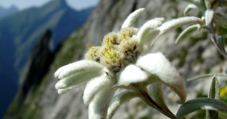 39 Paling Top Gambar Bunga Edelweis Cantik