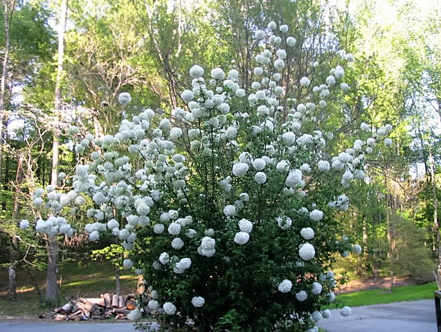 What Kind Of Tree Router Forums