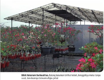 Tukang Taman Surabaya Cara mudah memelihara Bunga Adenium