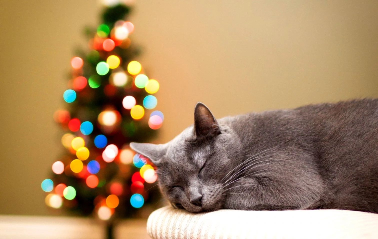Cat Christmas Lights New Year Hd Wallpaper  Wallpapers Comp