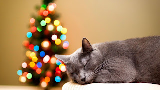 (+14) New Year Cat Wallpaper Terbaru