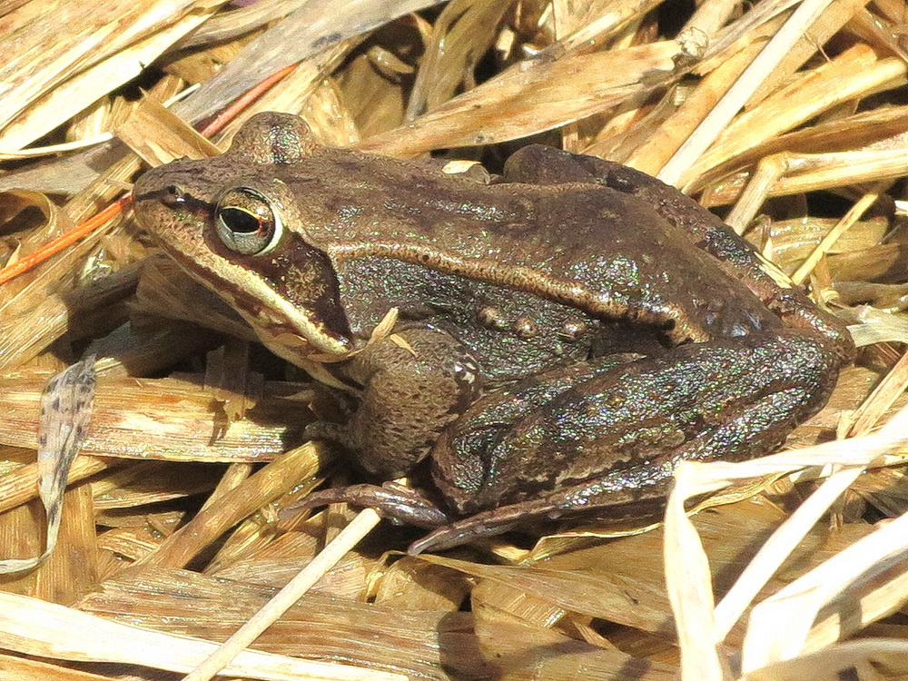 The Joyce Road Neighborhood More Wood Frogs