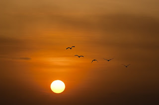 https://pixabay.com/pt/p%C3%B4r-do-sol-mar-sol-aves-crep%C3%BAsculo-600095/