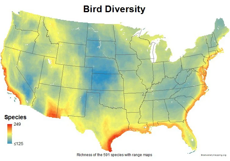 Bird diversity