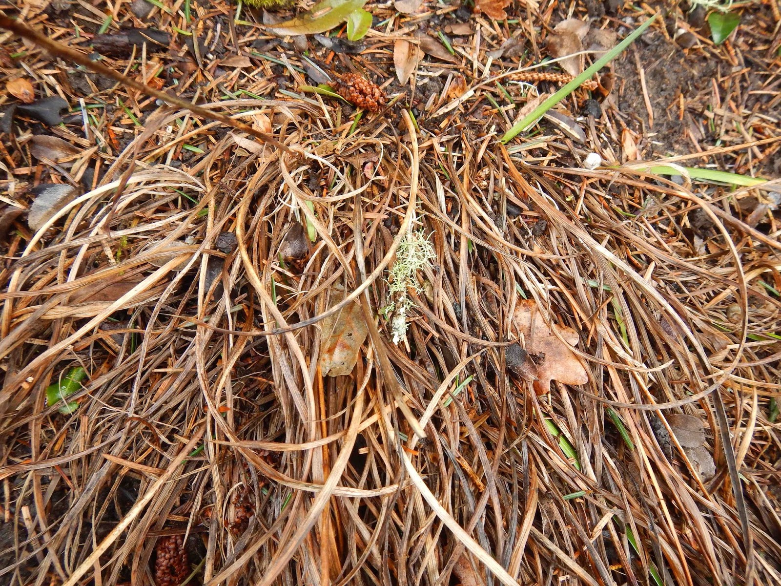 World of Irises Check roots to know when to transplant Pacifica Iris