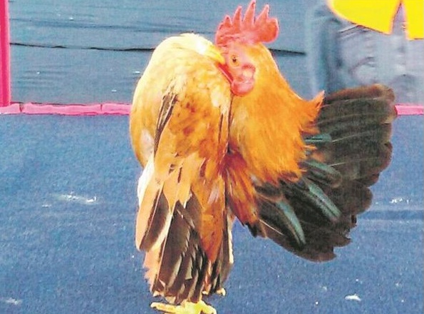 Price List This Month Serama Chickens - Frice Today