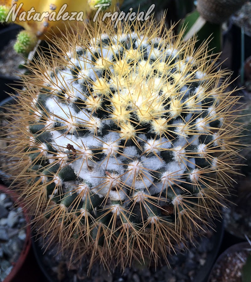 Otra fotografía del cactus Mammillaria nivosa