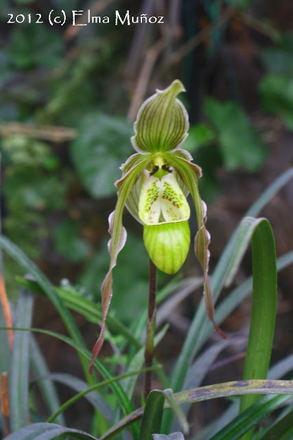 Phragmipedium pearcei