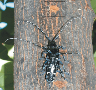 on beetle impact environment longhorned Asian