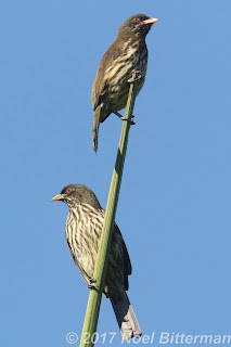 Palmchats