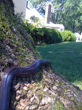Snake at Ash Lawn