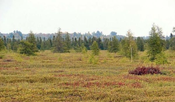 Сплошной растительный покров. Сплошной растительный покров. Сфагнум тундровый. Субтропические степи растительность. Растительный мир география.