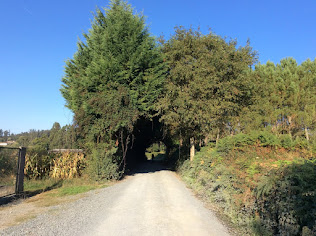 een tunnel van bomen