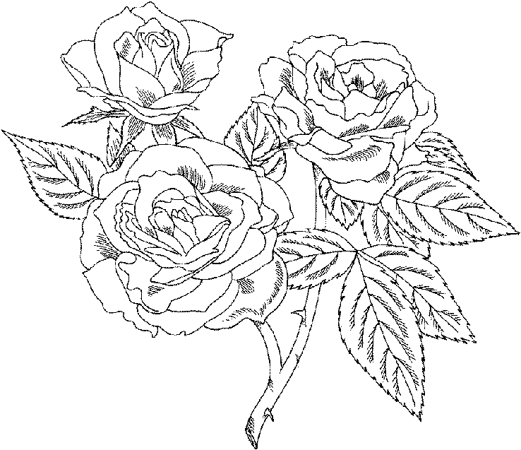 Roses Flower Coloring Pages title=