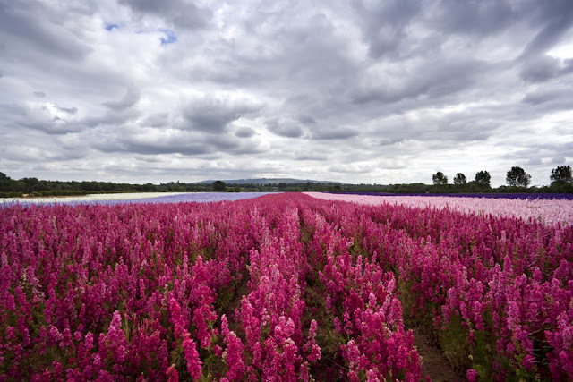 A stormy sky over a field filled with rich pink English Delphiniums www.martynferryphotography.com