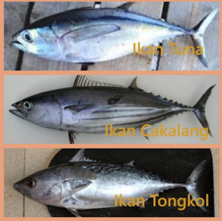 Perbedaan Ikan Tuna Tongkol Dan Ikan Cakalang Perikanan