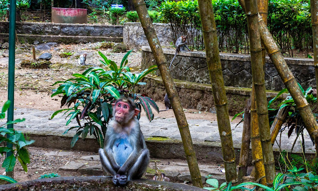 Monkey in Vazhachal waterfalls