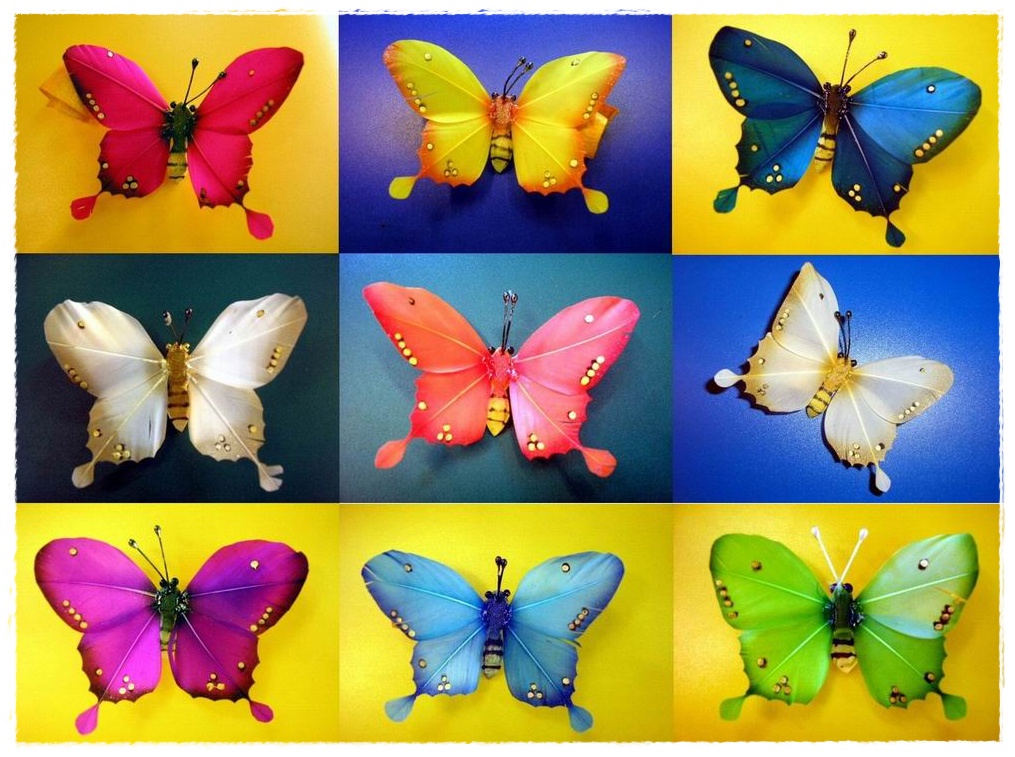 Gambar Kupu-Kupu Cantik | Dunia Binatang