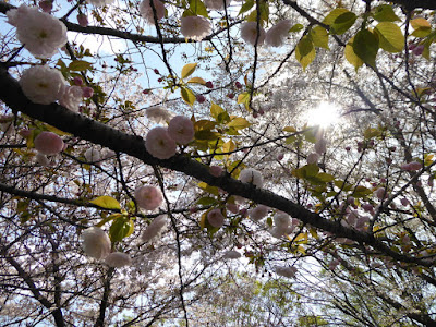 寝屋川公園の桜 ガゼボの丘 八重桜