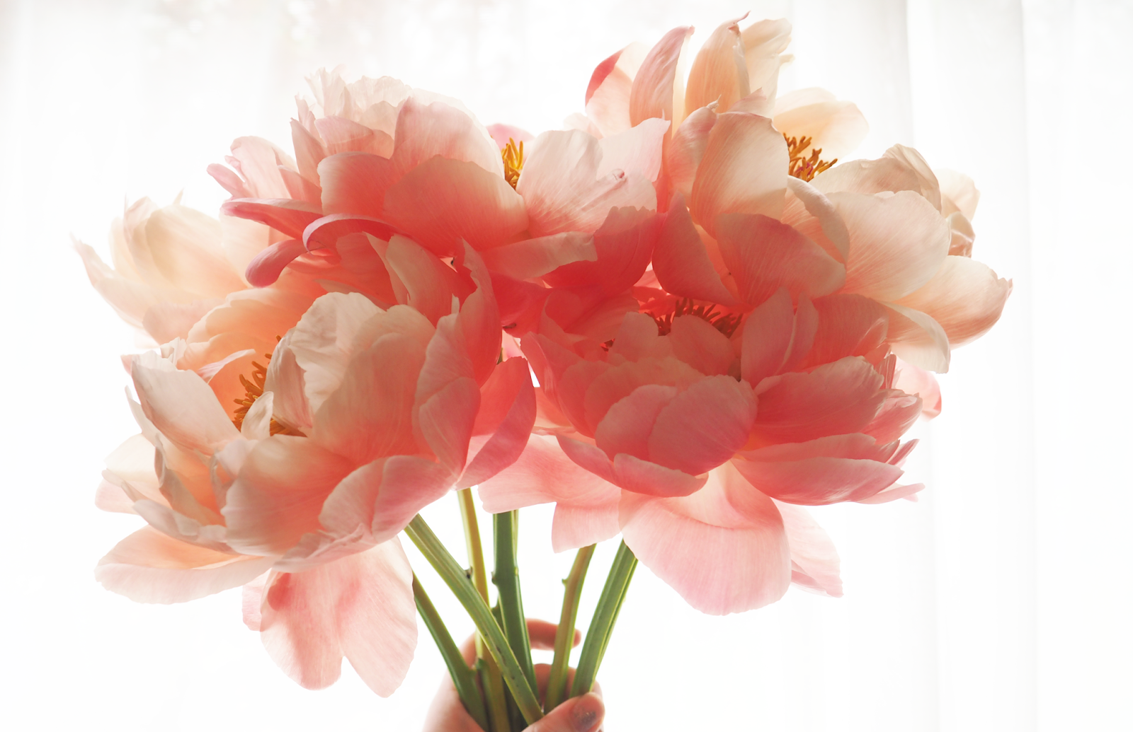 Blossoming Gifts Scented Pink Peony Review Laura Hadley Liverpool Lifestyle Beauty Blog