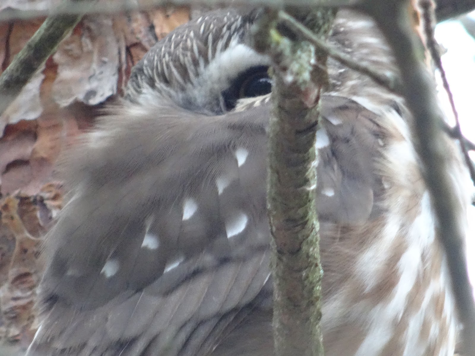 Nathan's Nature Adventure Blog Northern Sawwhet Owl, Lark Sparrow