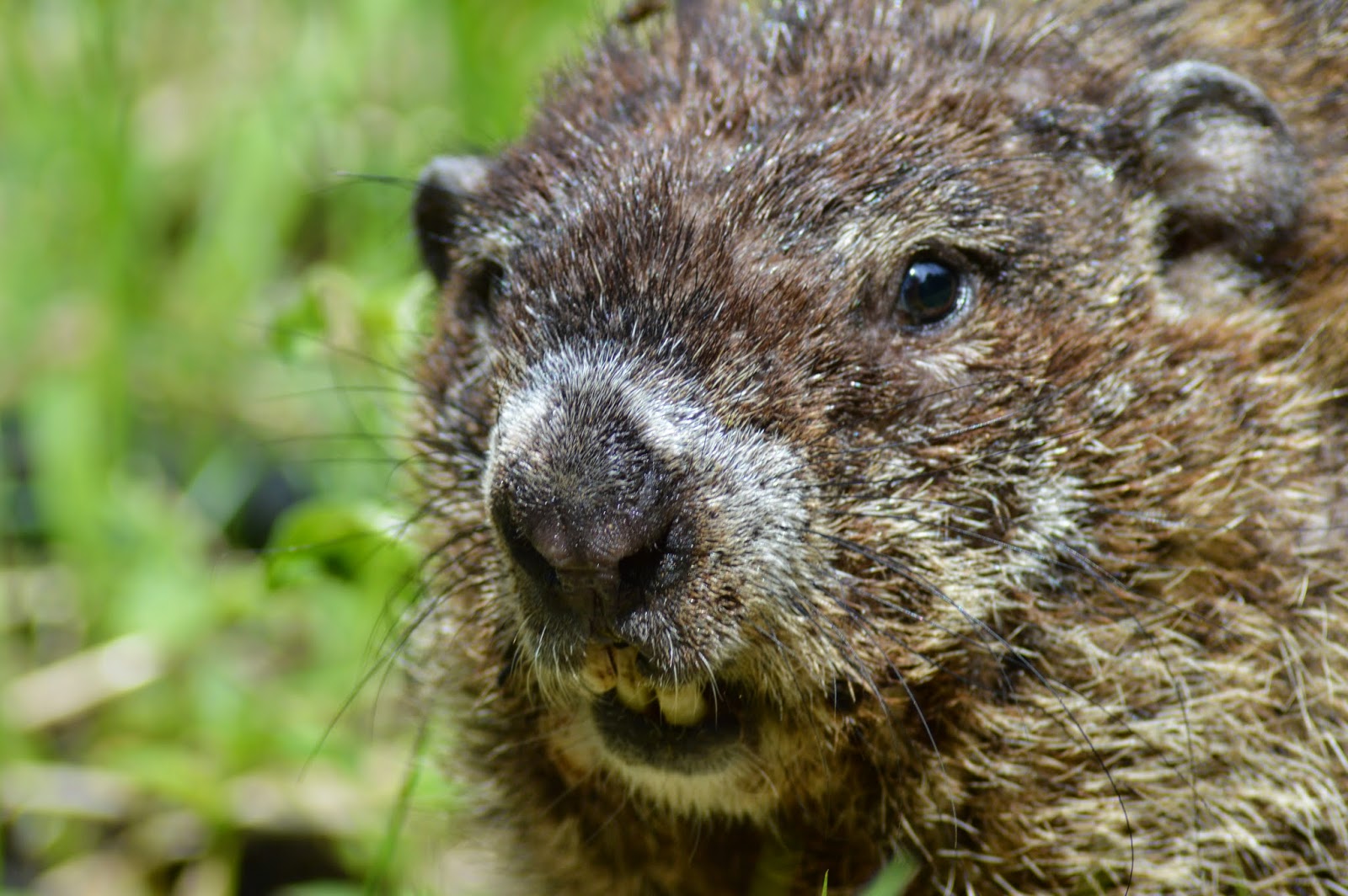 Small Mammals of Arkansas Trails of Arkansas (& now California)