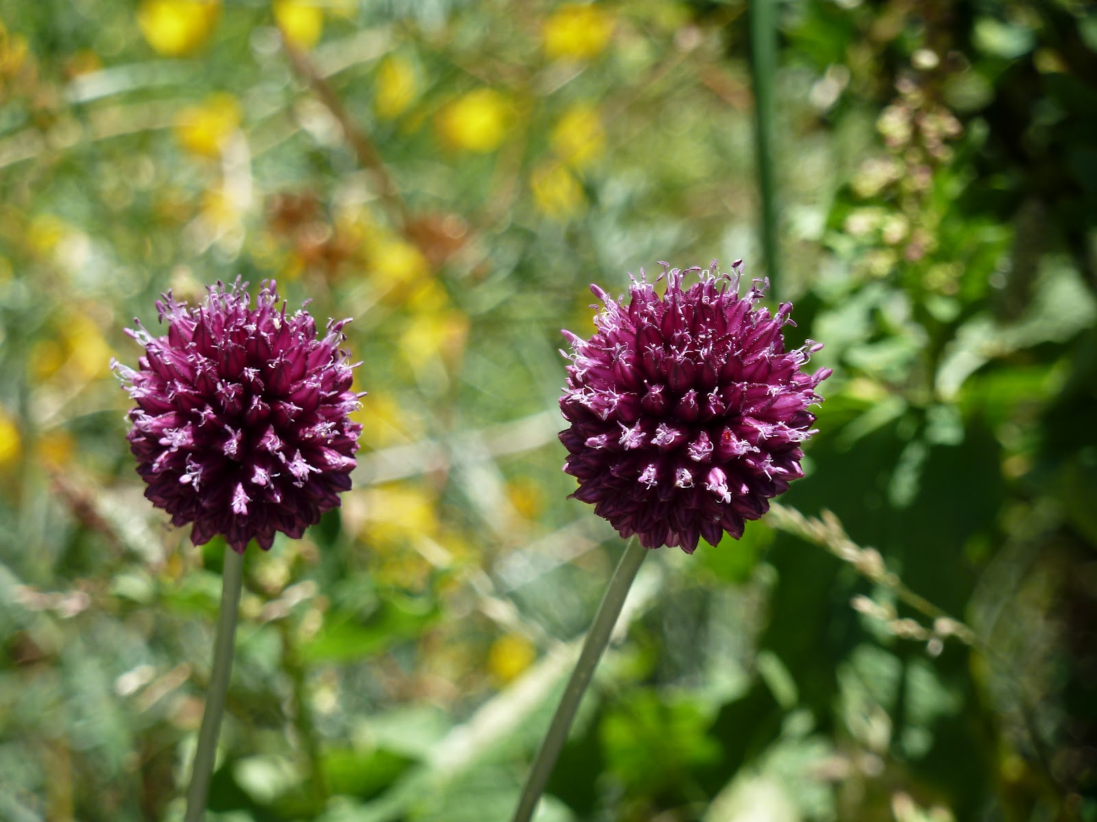 LAS FLORES DE MI JARDÍN *ESENCIAS Y ELIXIRES FLORALES* - CONNY MÉNDEZ