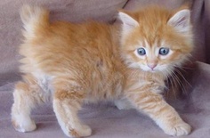 How much does a Japanese Bobtail kitten cost? - Annie Many
