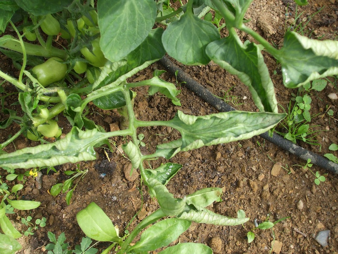 Treating Leaf Curl On Tomato Plants - Why Are The Leaves On My Tomato Plants Curling Up