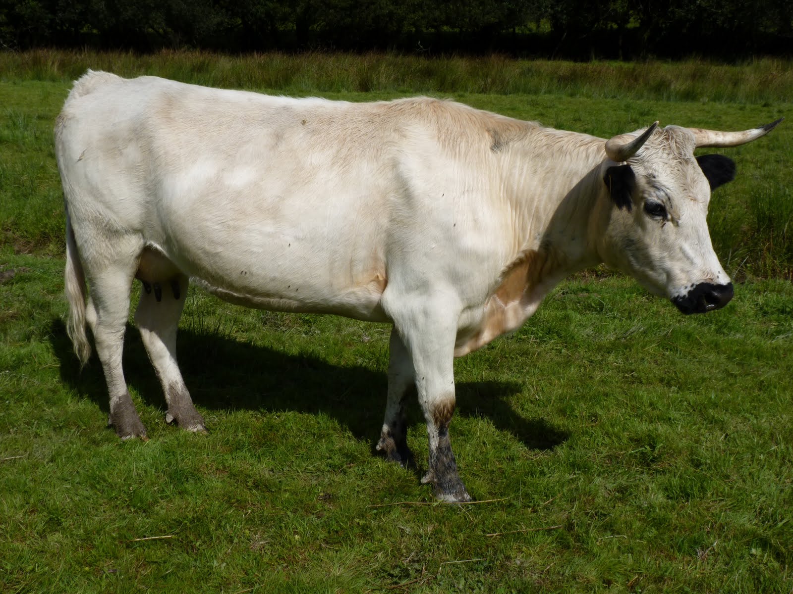 TEILO WHITE PARK CATTLE NEW CATTLE ADDITIONS. 7 SEPTEMBER 2011