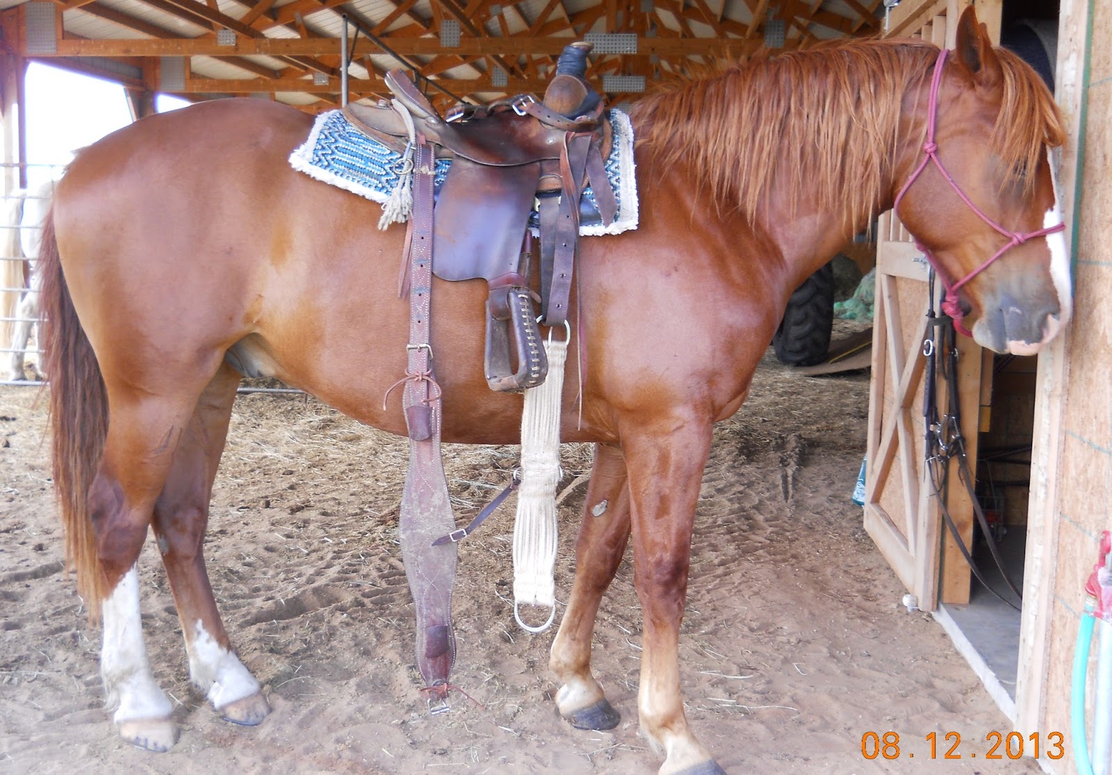The Road of a Horse Trainer Latigos and Cinches how to store them so that they're handy and