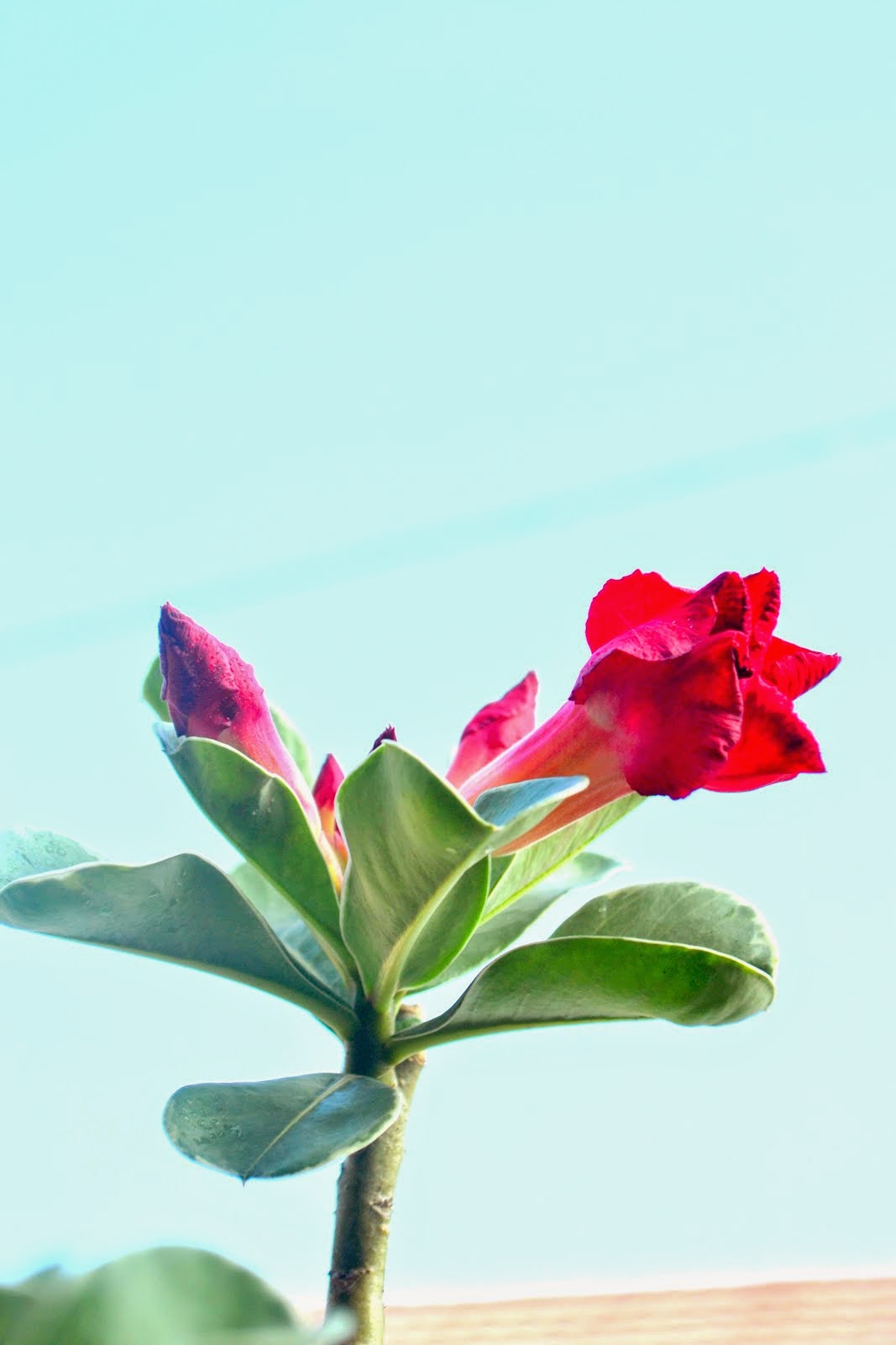 Adenium